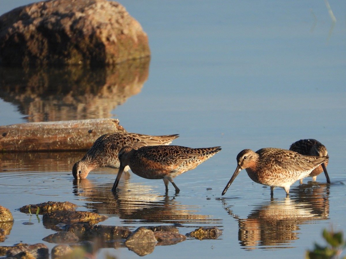 Short-billed Dowitcher - ML619598223