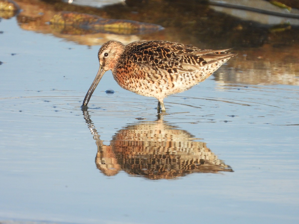 Short-billed Dowitcher - ML619598224