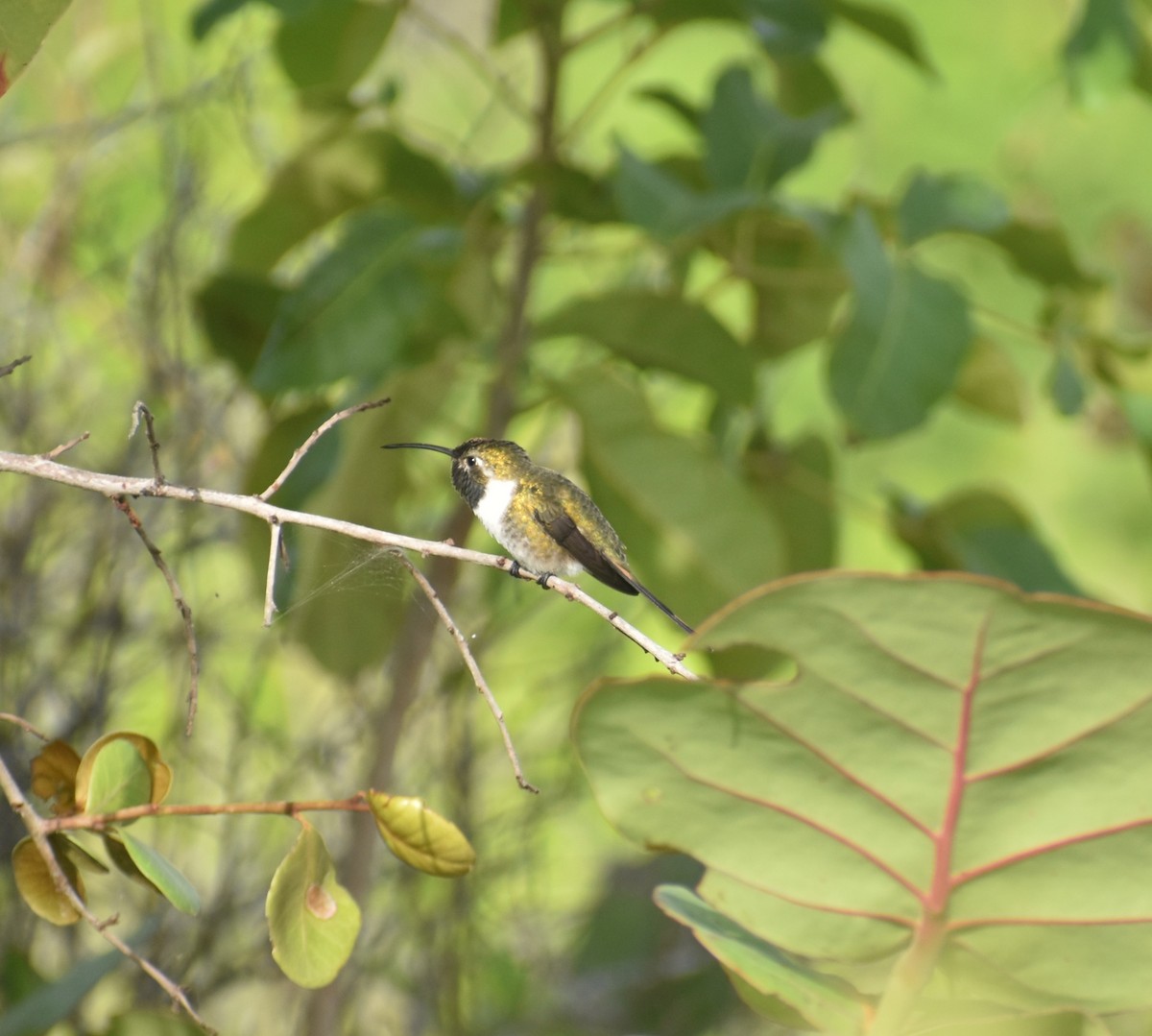 Rosenkehl-Sternkolibri - ML619598226