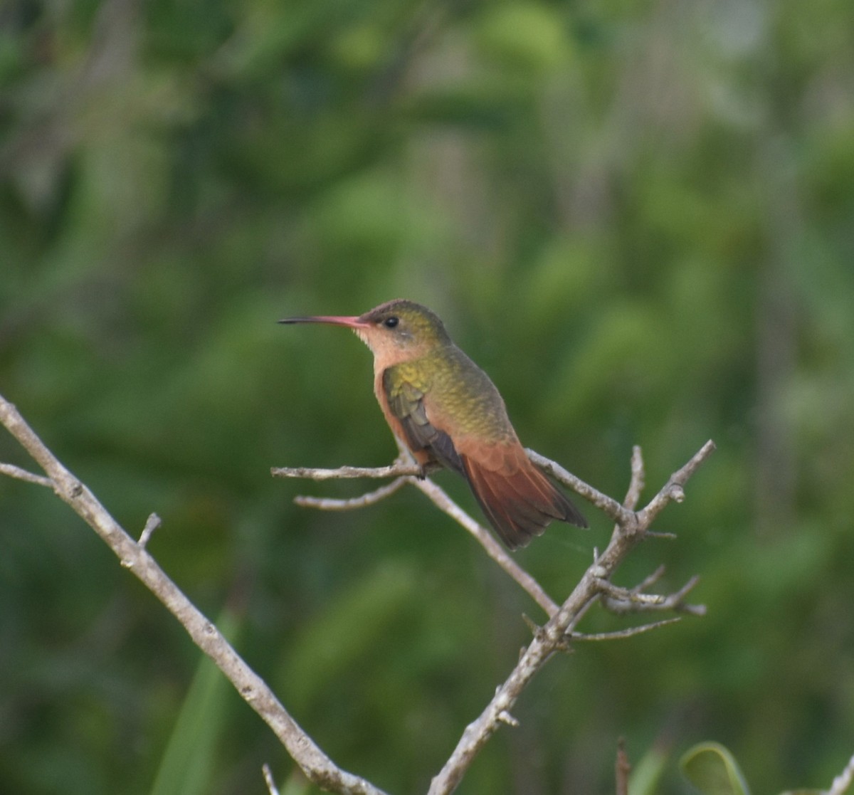 kolibřík ryšavý - ML619598235