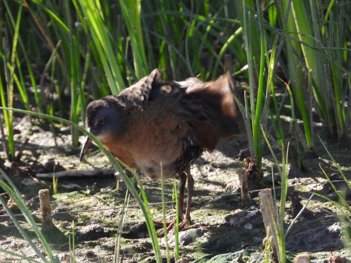 Virginia Rail - Joseph Rojas