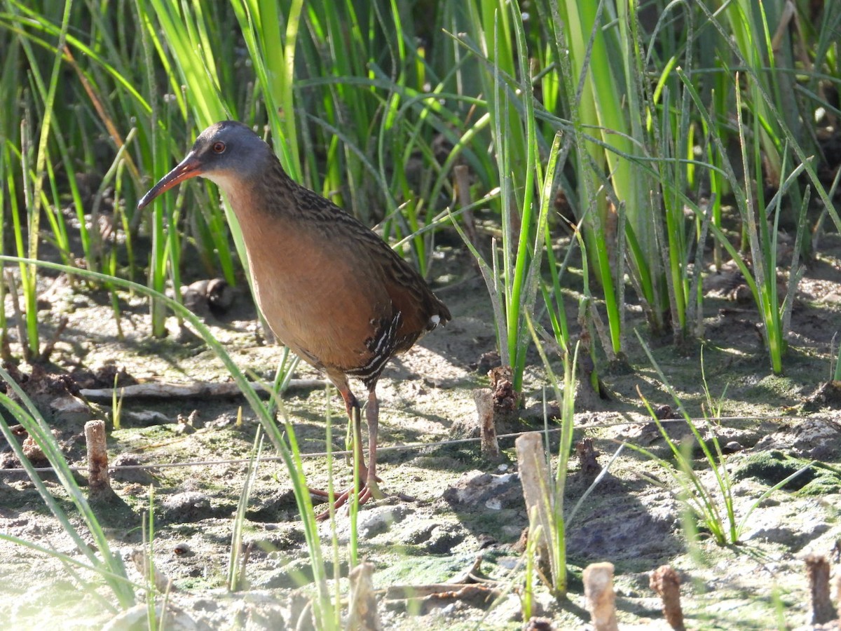 Virginia Rail - Joseph Rojas