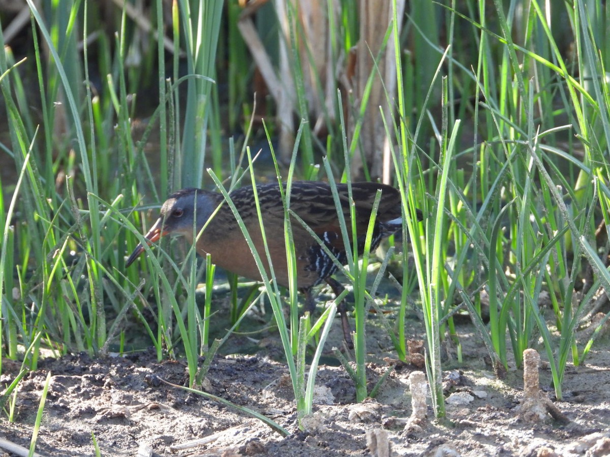 Virginia Rail - Joseph Rojas