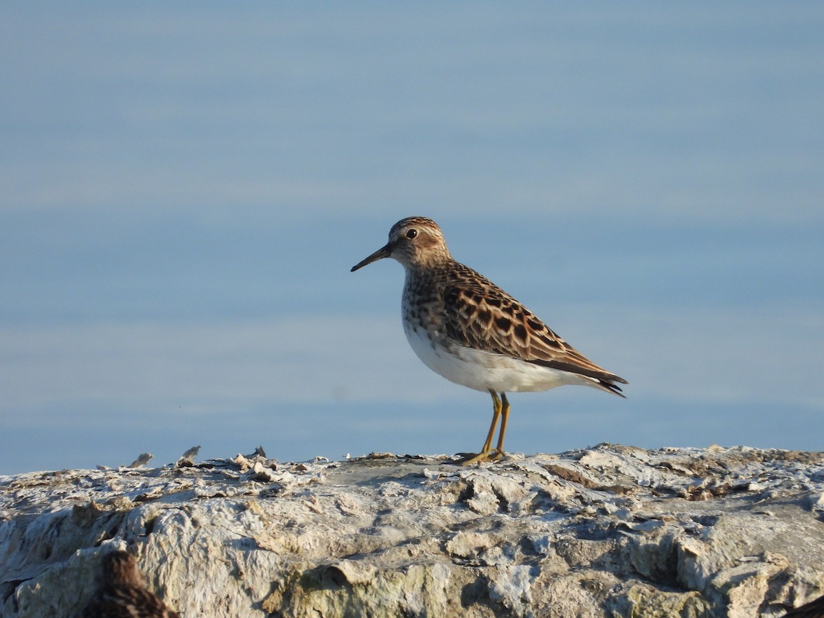 pygmésnipe - ML619598249