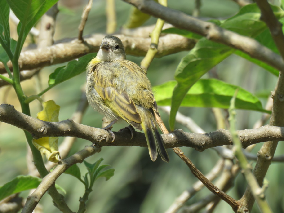 Saffron Finch - Ron Batie