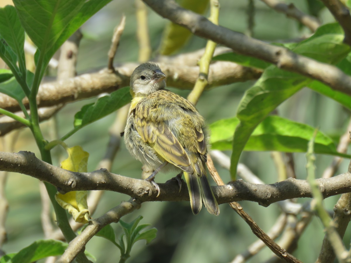 Saffron Finch - Ron Batie