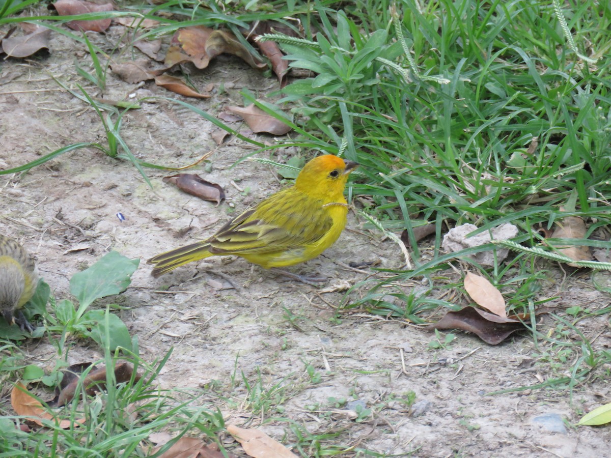 Saffron Finch - ML619598255