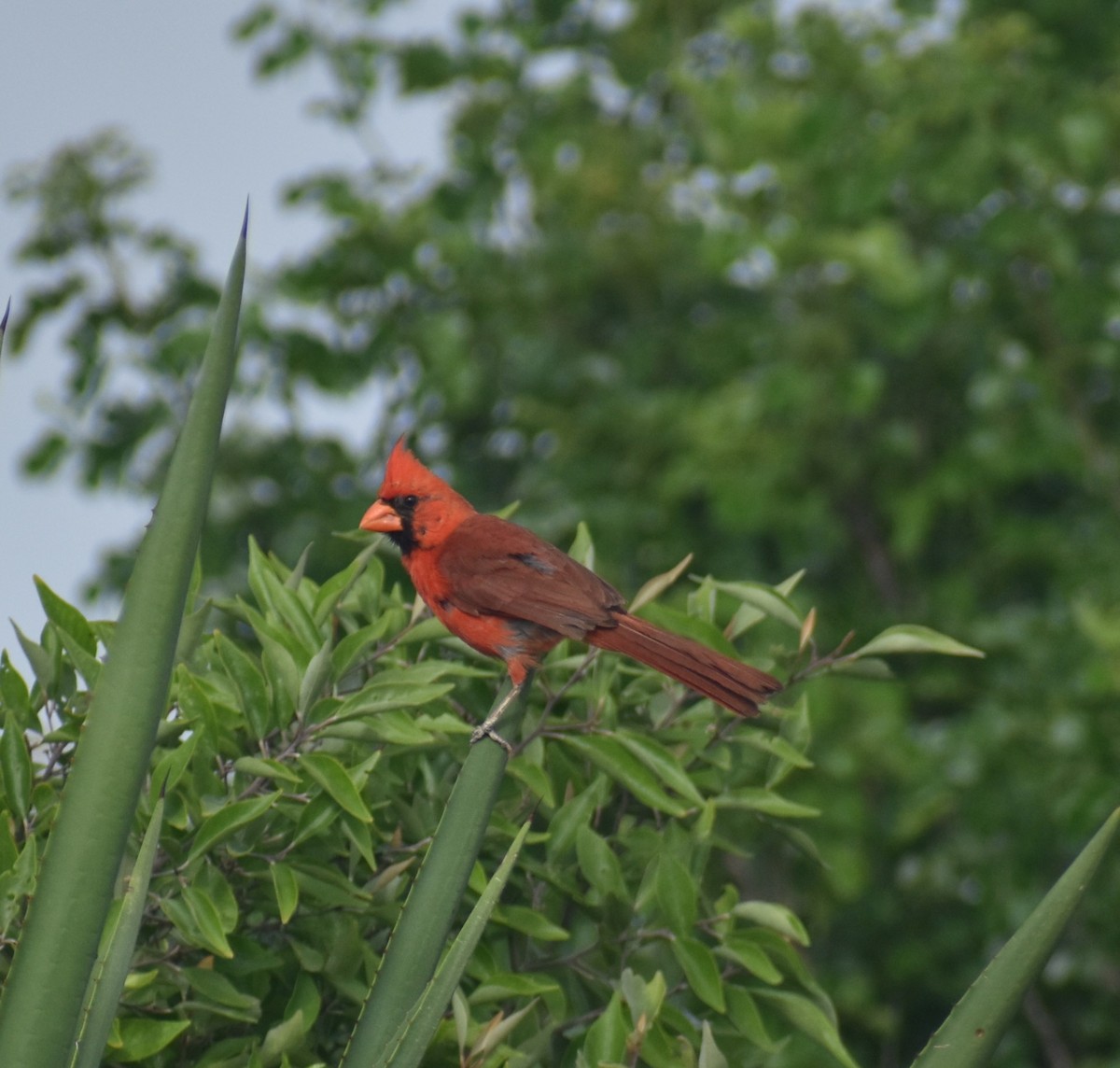 Northern Cardinal - Pam García 𝔗𝔦𝔯𝔞𝔫𝔬𝔰 𝔘𝔯𝔟𝔞𝔫𝔬𝔰