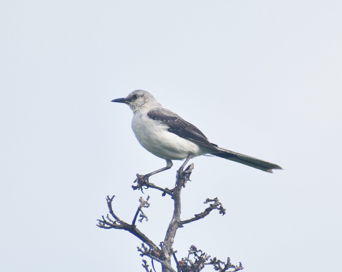 Tropical Mockingbird - Pam García 𝔗𝔦𝔯𝔞𝔫𝔬𝔰 𝔘𝔯𝔟𝔞𝔫𝔬𝔰