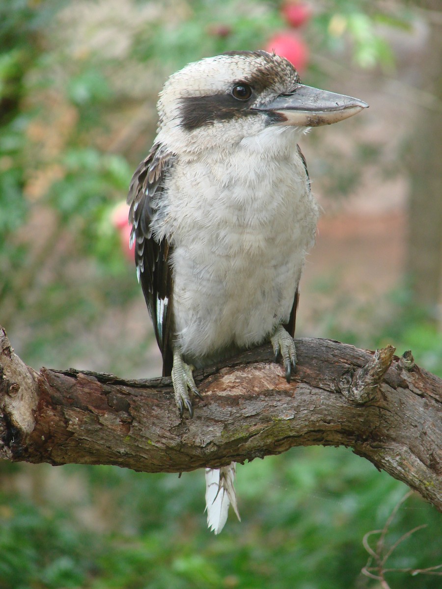 Laughing Kookaburra - Andrew Bishop