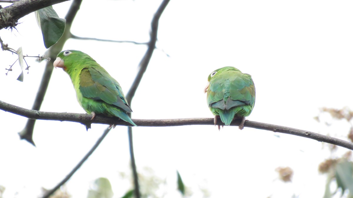 Orange-chinned Parakeet - José Achipis