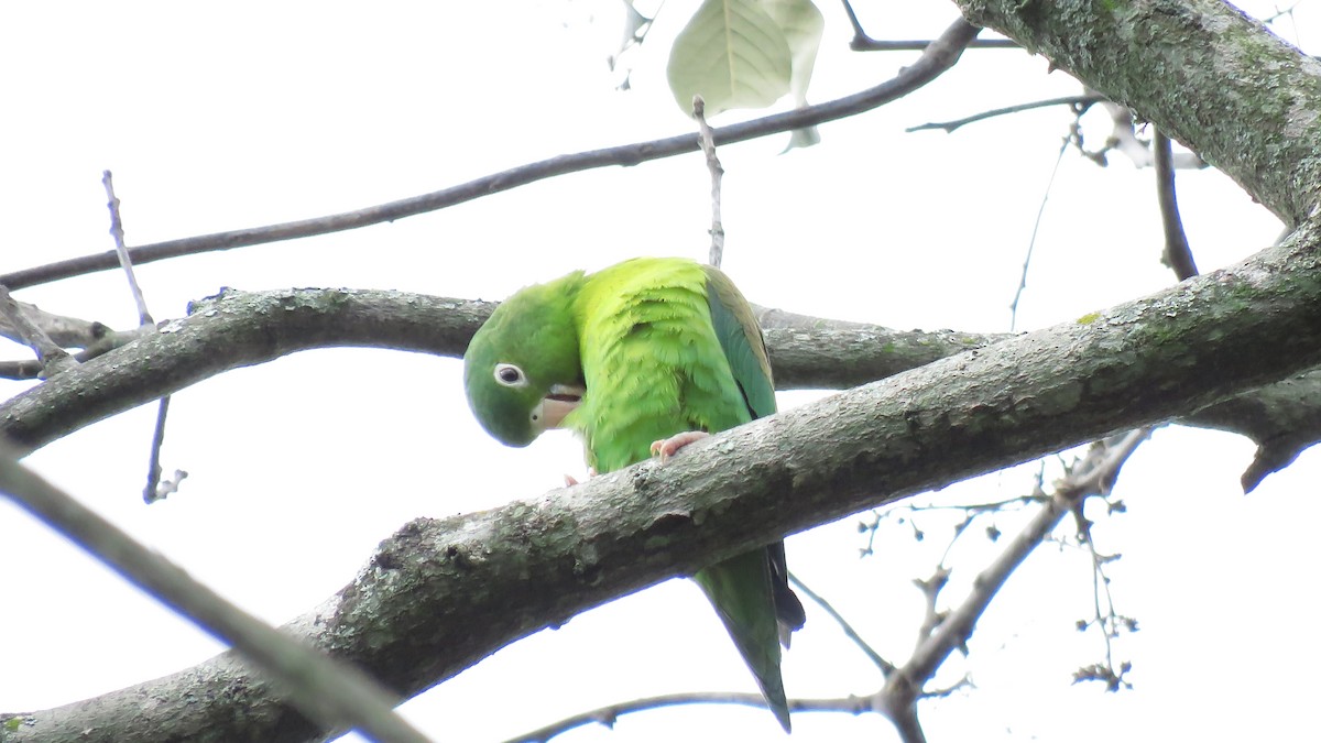 Orange-chinned Parakeet - José Achipis