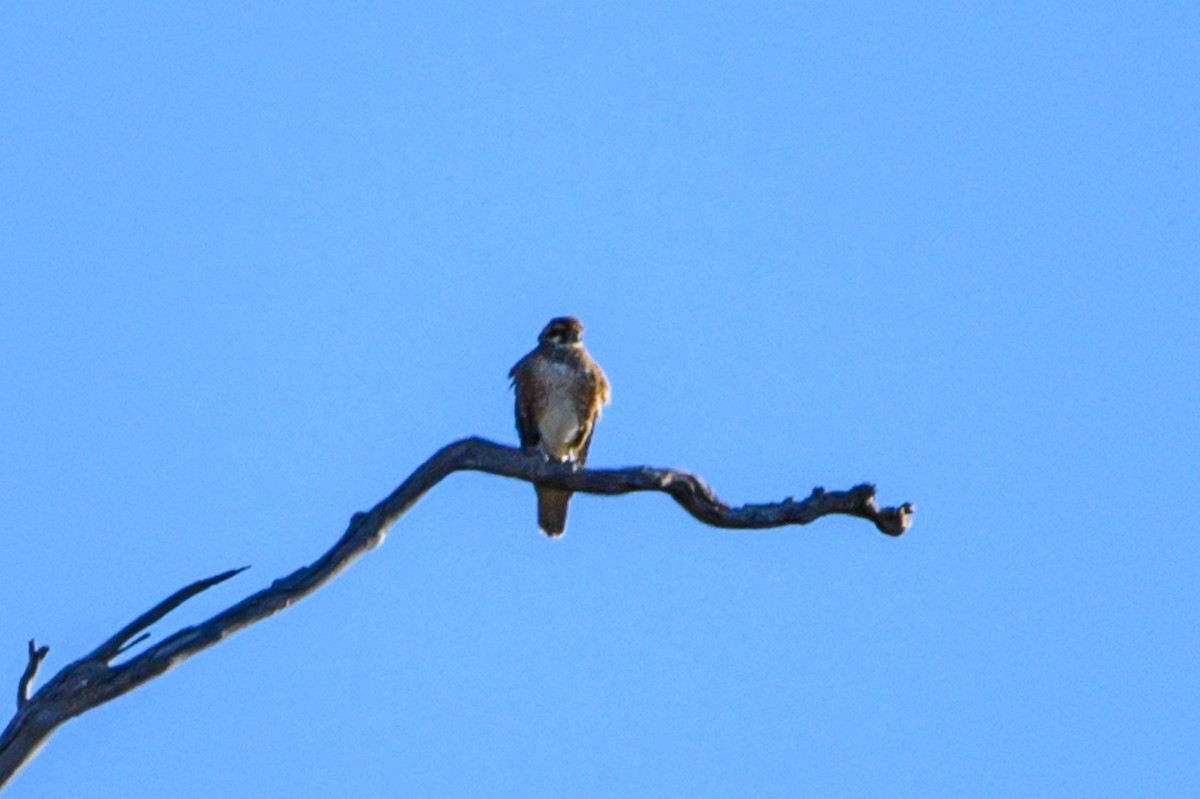 Brown Falcon - Tod Spencer