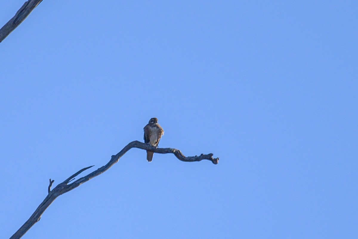 Brown Falcon - Tod Spencer