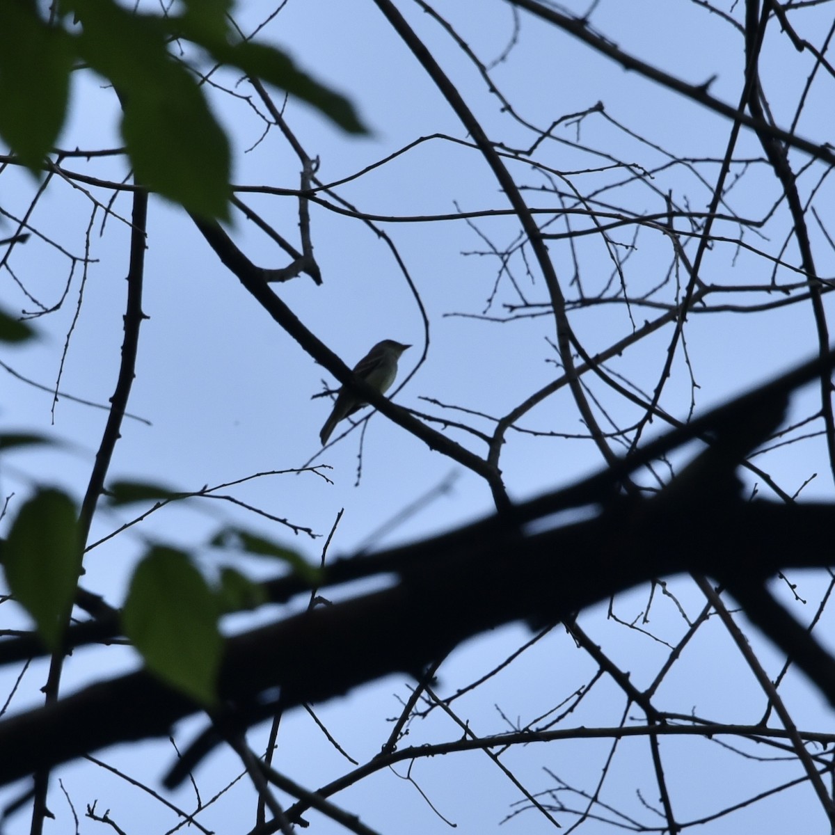 Eastern Wood-Pewee - Claire He