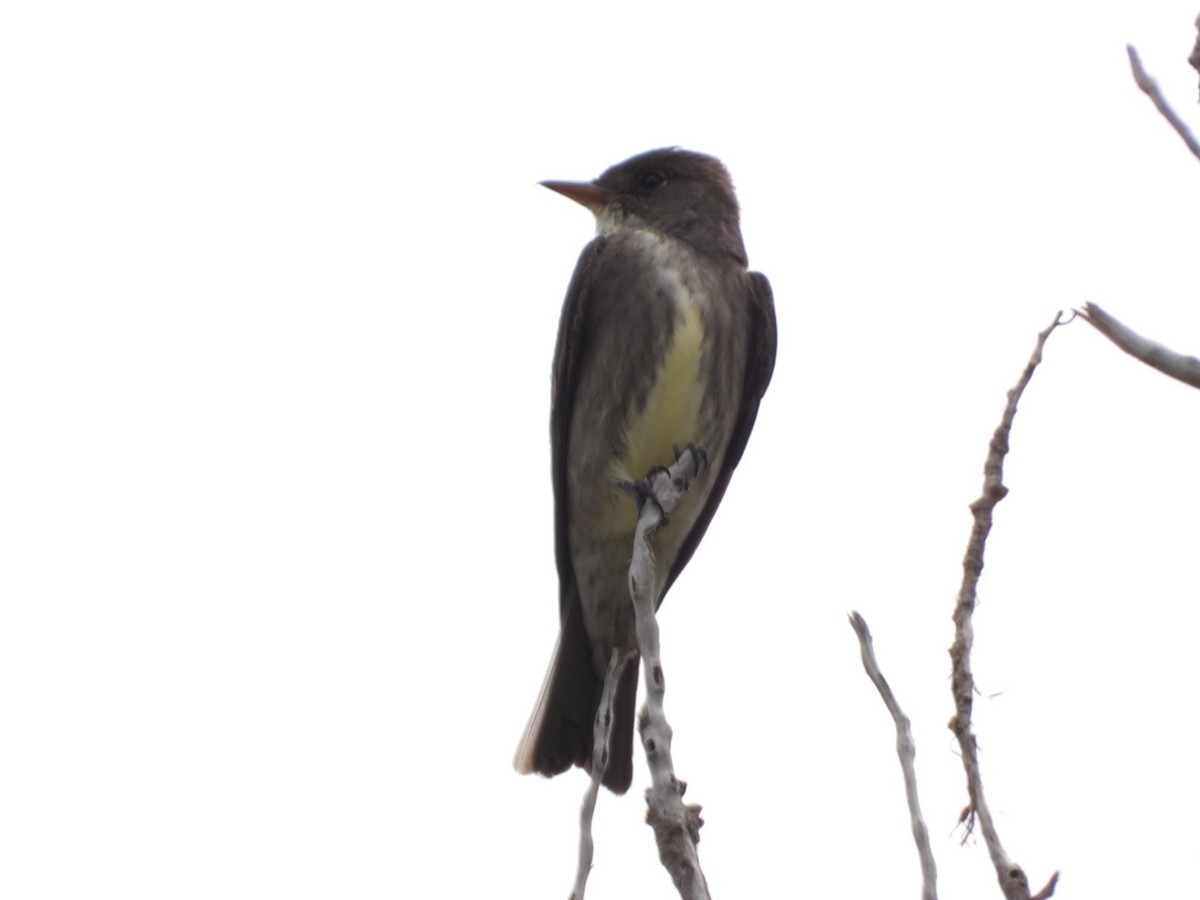 Olive-sided Flycatcher - Joseph Rojas