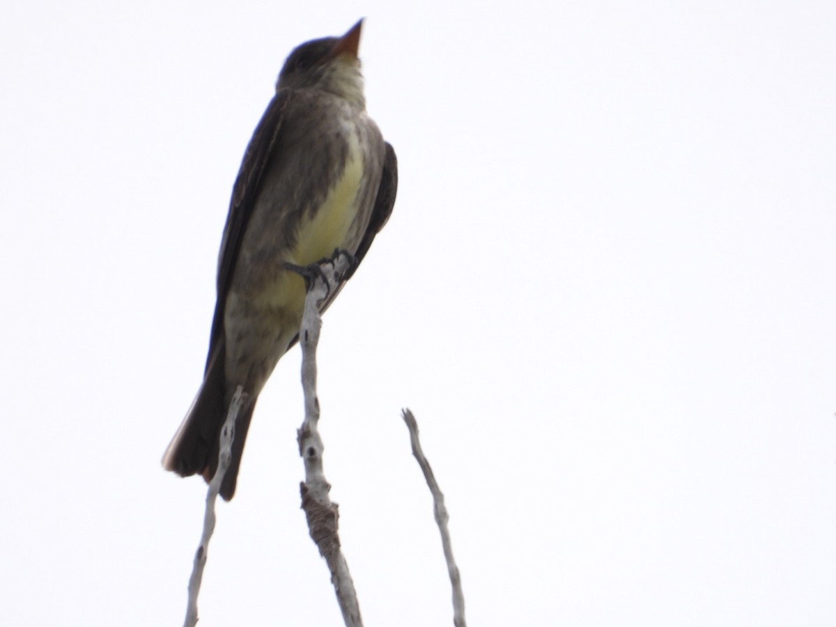 Olive-sided Flycatcher - Joseph Rojas