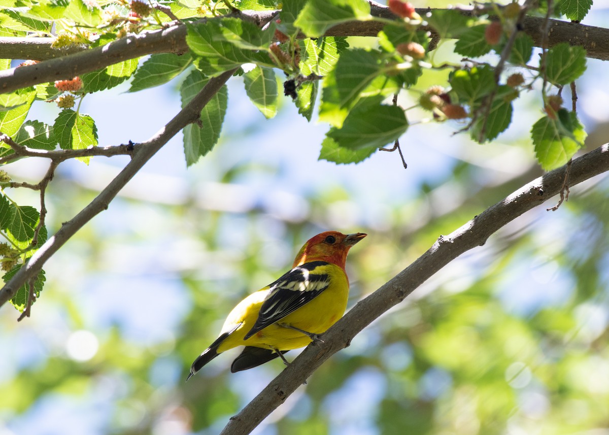 Western Tanager - Bente Torvund