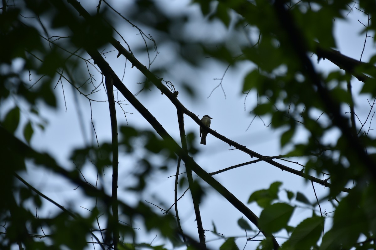 Eastern Wood-Pewee - ML619598307