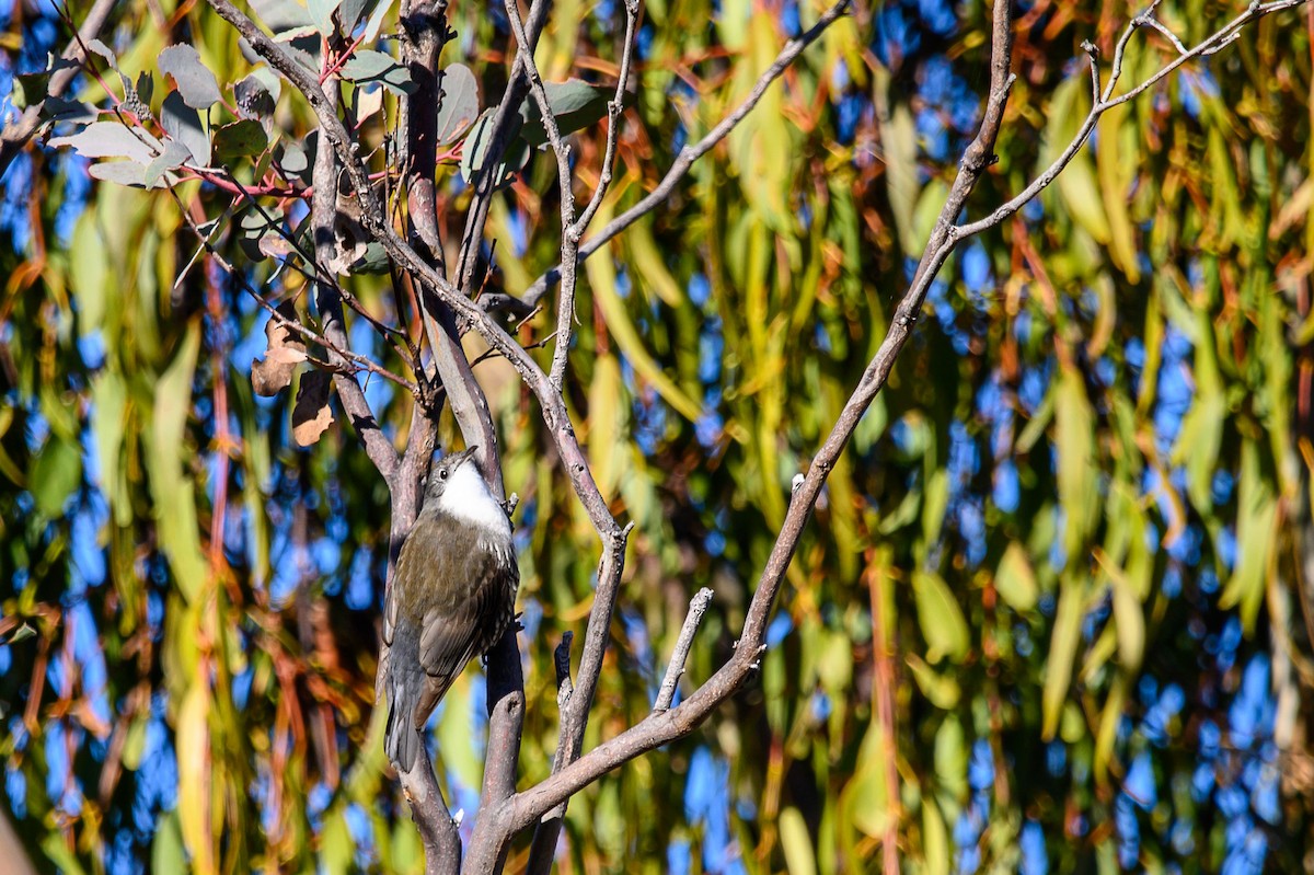 White-throated Treecreeper - Tod Spencer