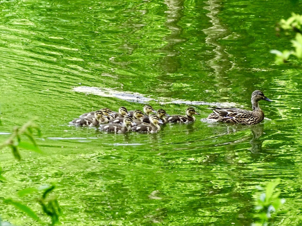 Mallard - Janet Wooten