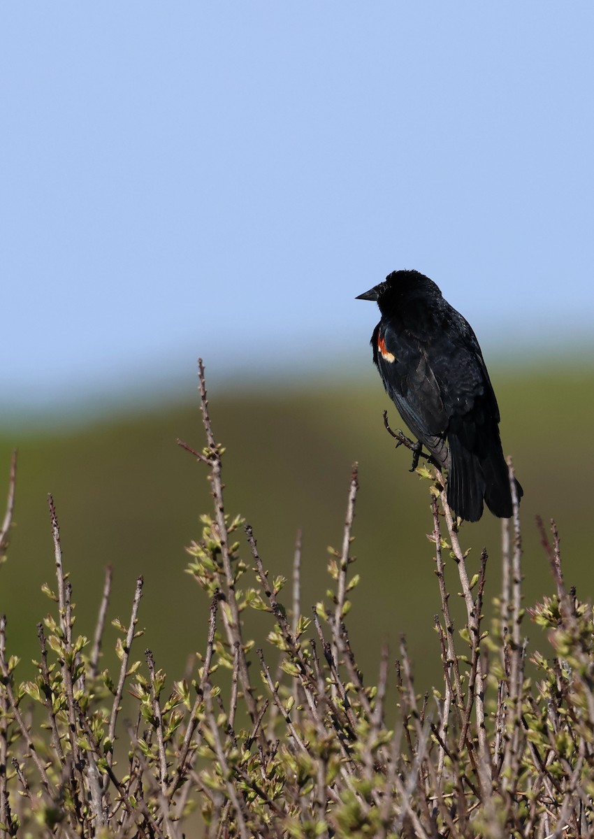 Red-winged Blackbird - Lisa Goodwin