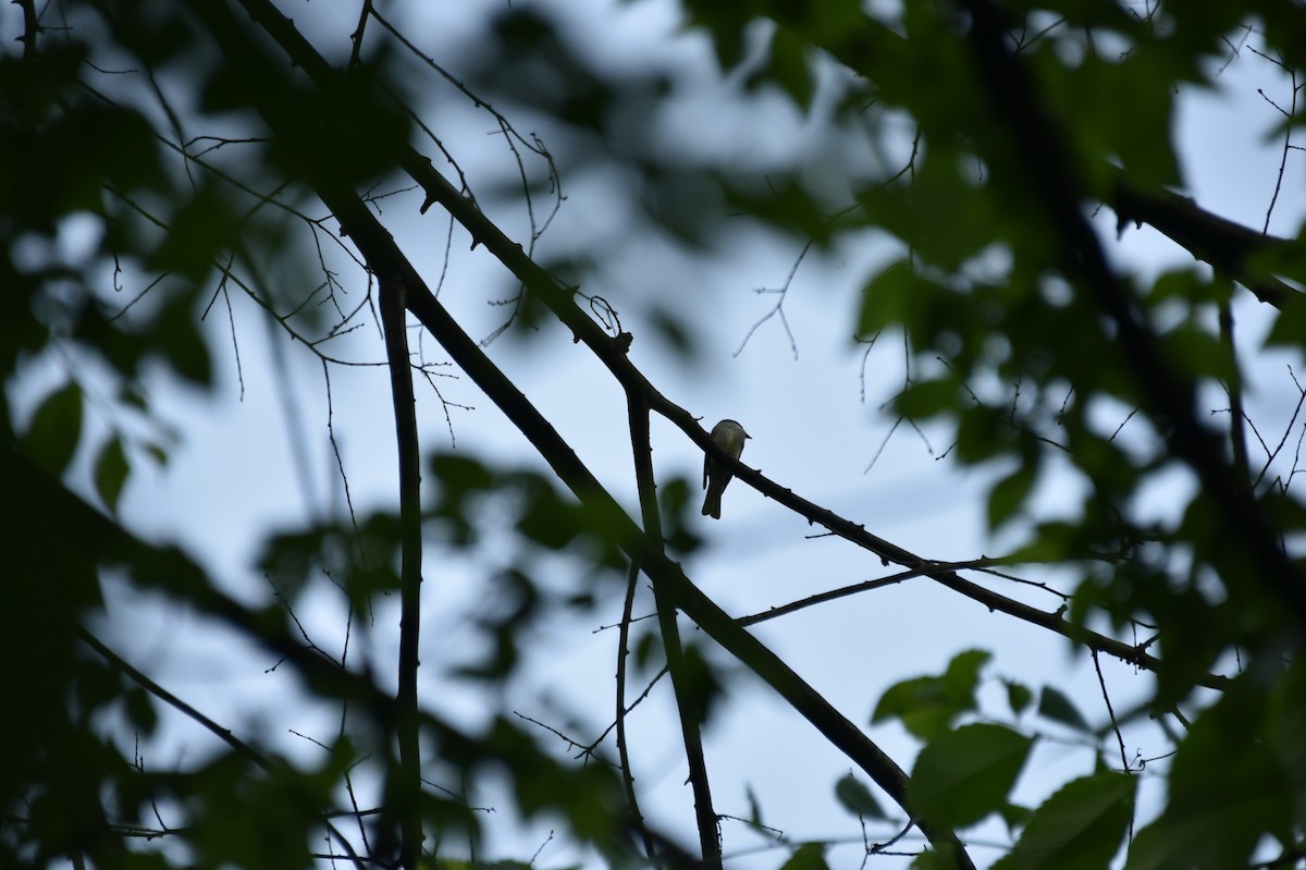 Eastern Wood-Pewee - Claire He