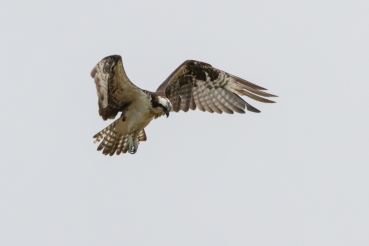 Osprey - João Vitor Andriola