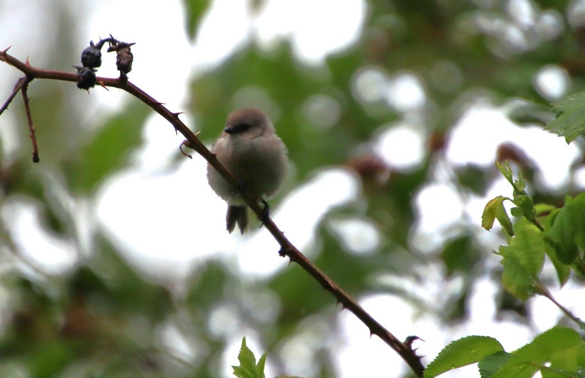 Bushtit (Pacific) - Dianne Murray