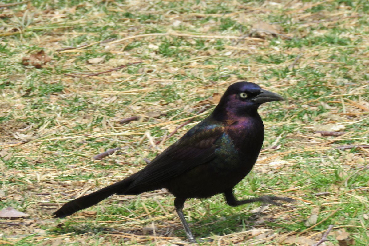 Common Grackle - Linda  LaBella