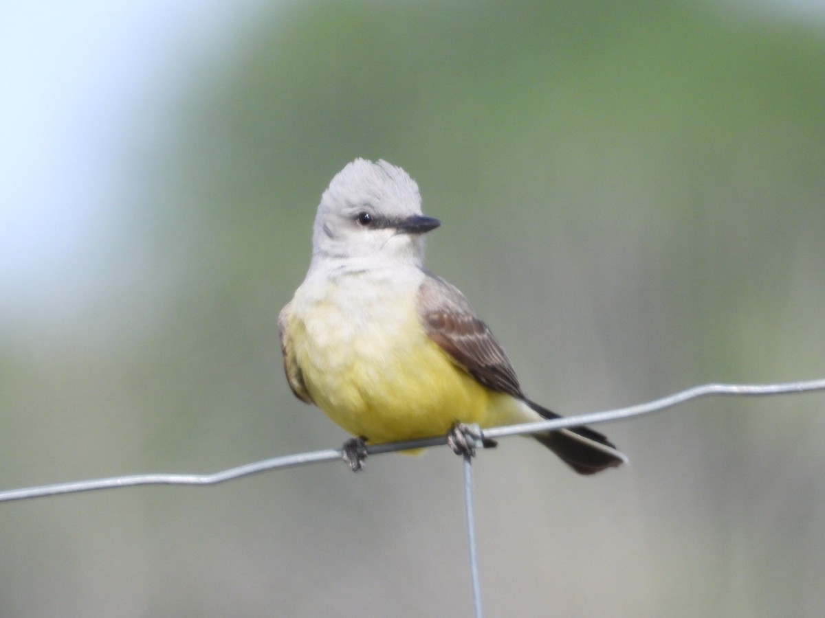 Western Kingbird - Joseph Rojas