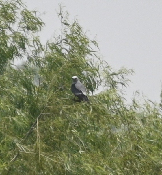 Mississippi Kite - ML619598338