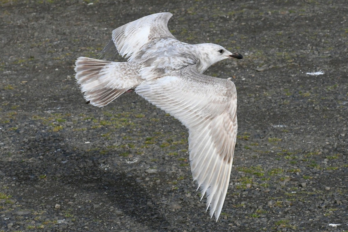 Iceland Gull (Thayer's) - Phil Pickering