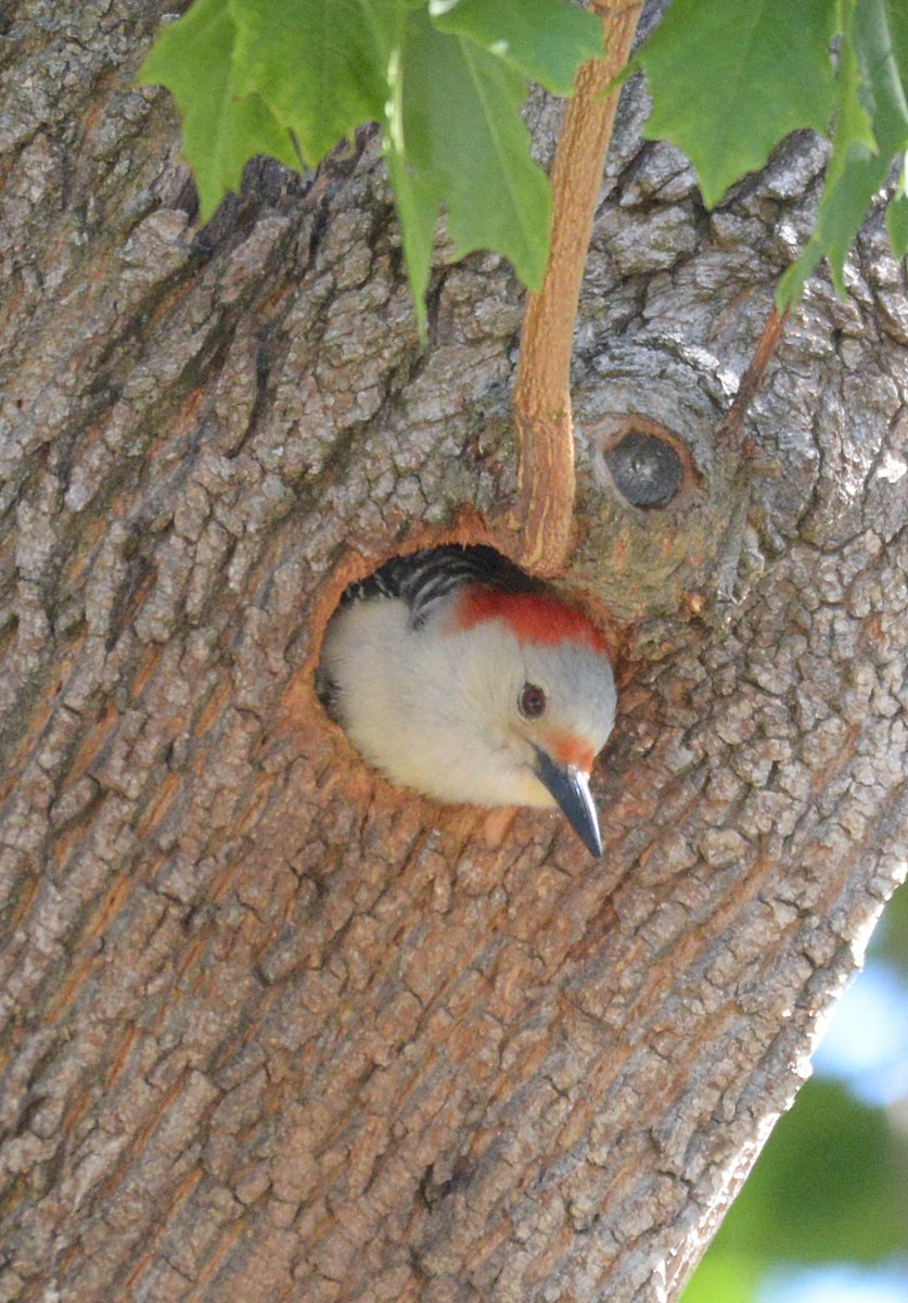 Red-bellied Woodpecker - Vicki Buchwald