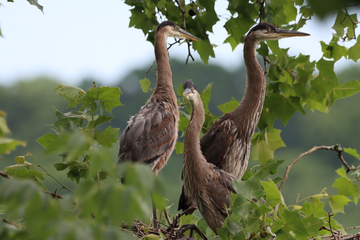 Great Blue Heron - Jo VerMulm