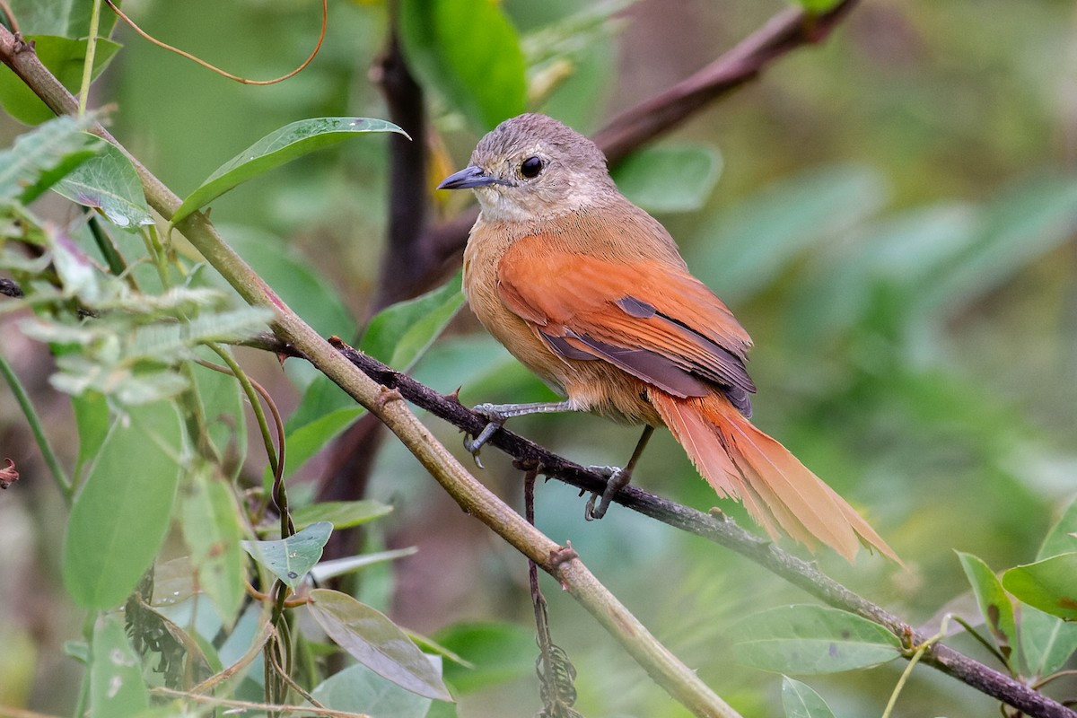 White-lored Spinetail - João Vitor Andriola