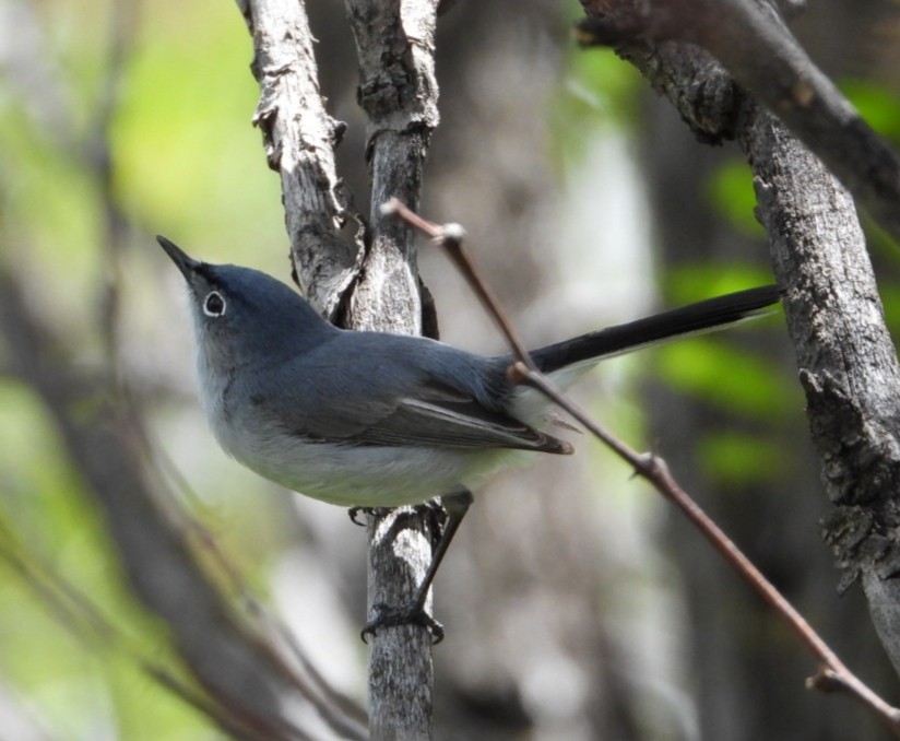 Blue-gray Gnatcatcher - Joseph Rojas