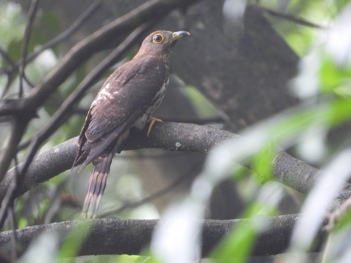 Hodgson's Hawk-Cuckoo - Yangbin Lin