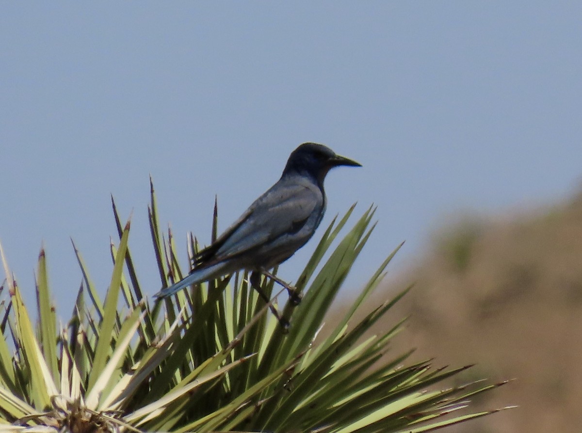 Pinyon Jay - ML619598383