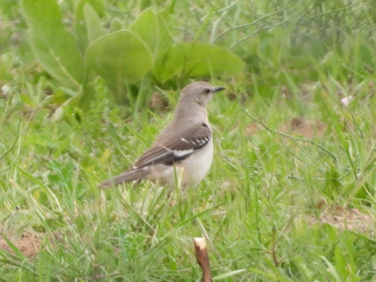 Northern Mockingbird - Joseph Rojas