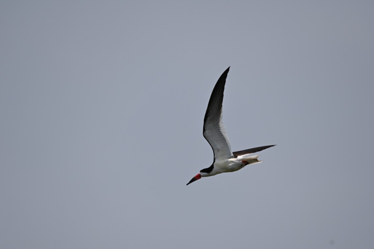 Black Skimmer - Liam McGuire