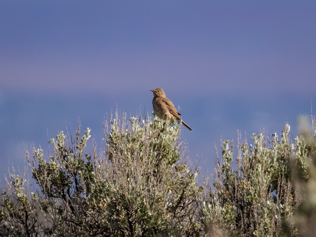 Sage Thrasher - Nancy Schutt