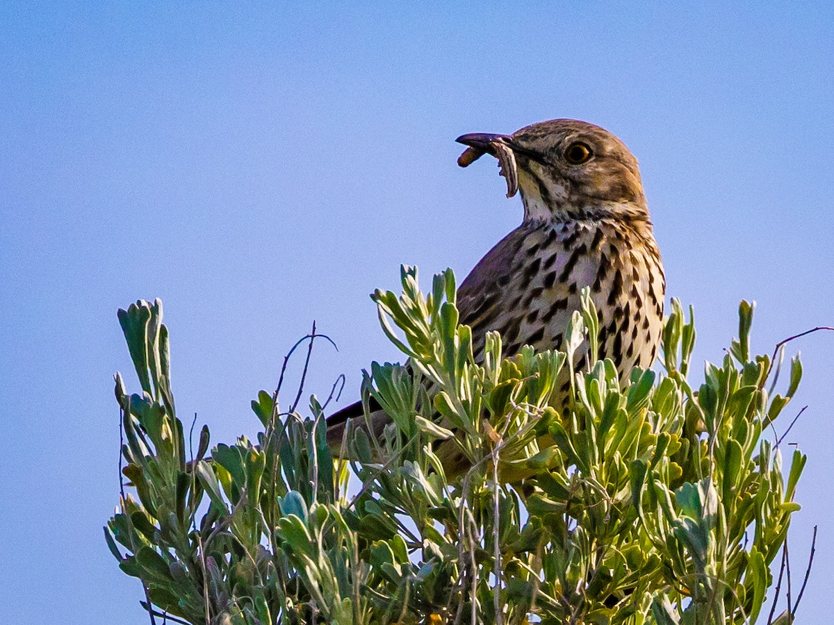 Sage Thrasher - Nancy Schutt