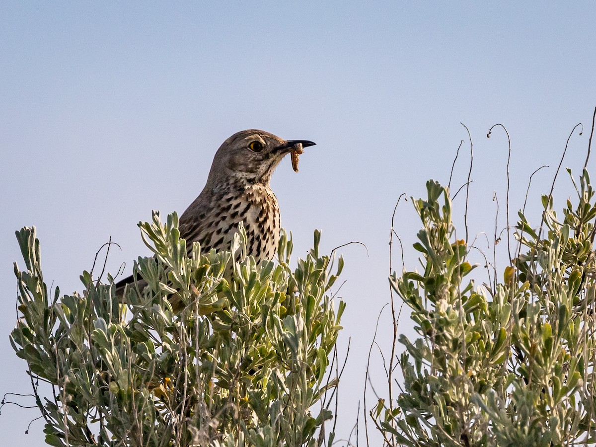 Sage Thrasher - Nancy Schutt