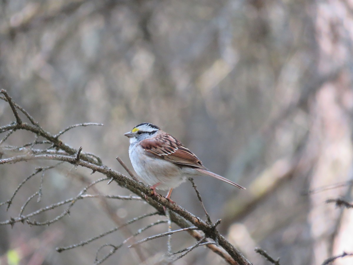 Bruant à gorge blanche - ML619598400