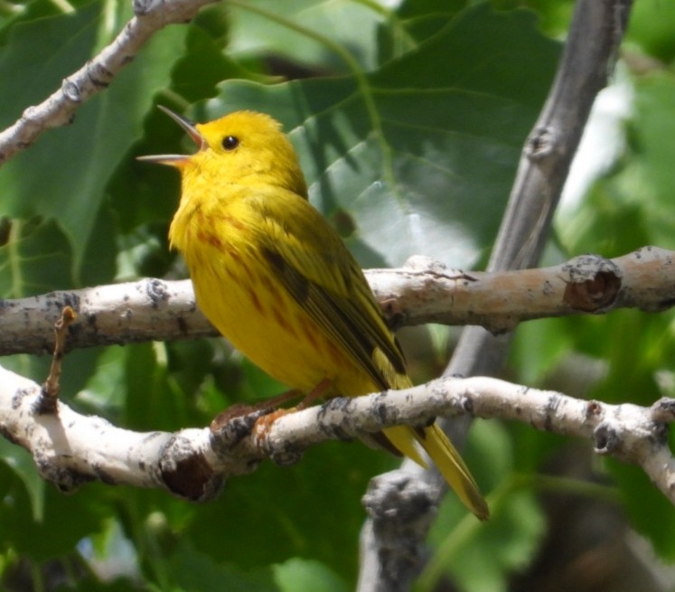 Yellow Warbler - Joseph Rojas