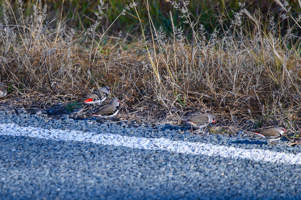 Diamond Firetail - Tod Spencer