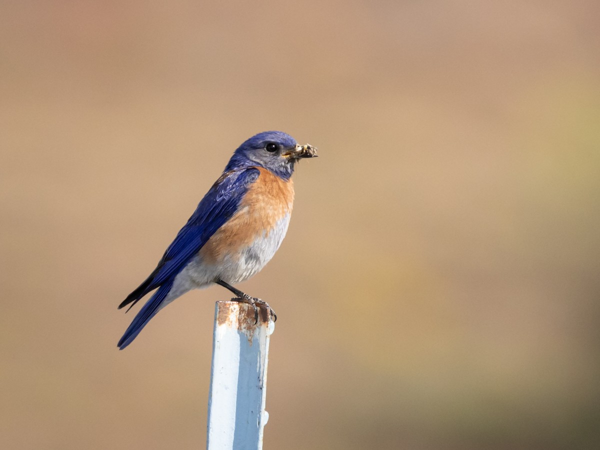 Western Bluebird - Nancy Schutt