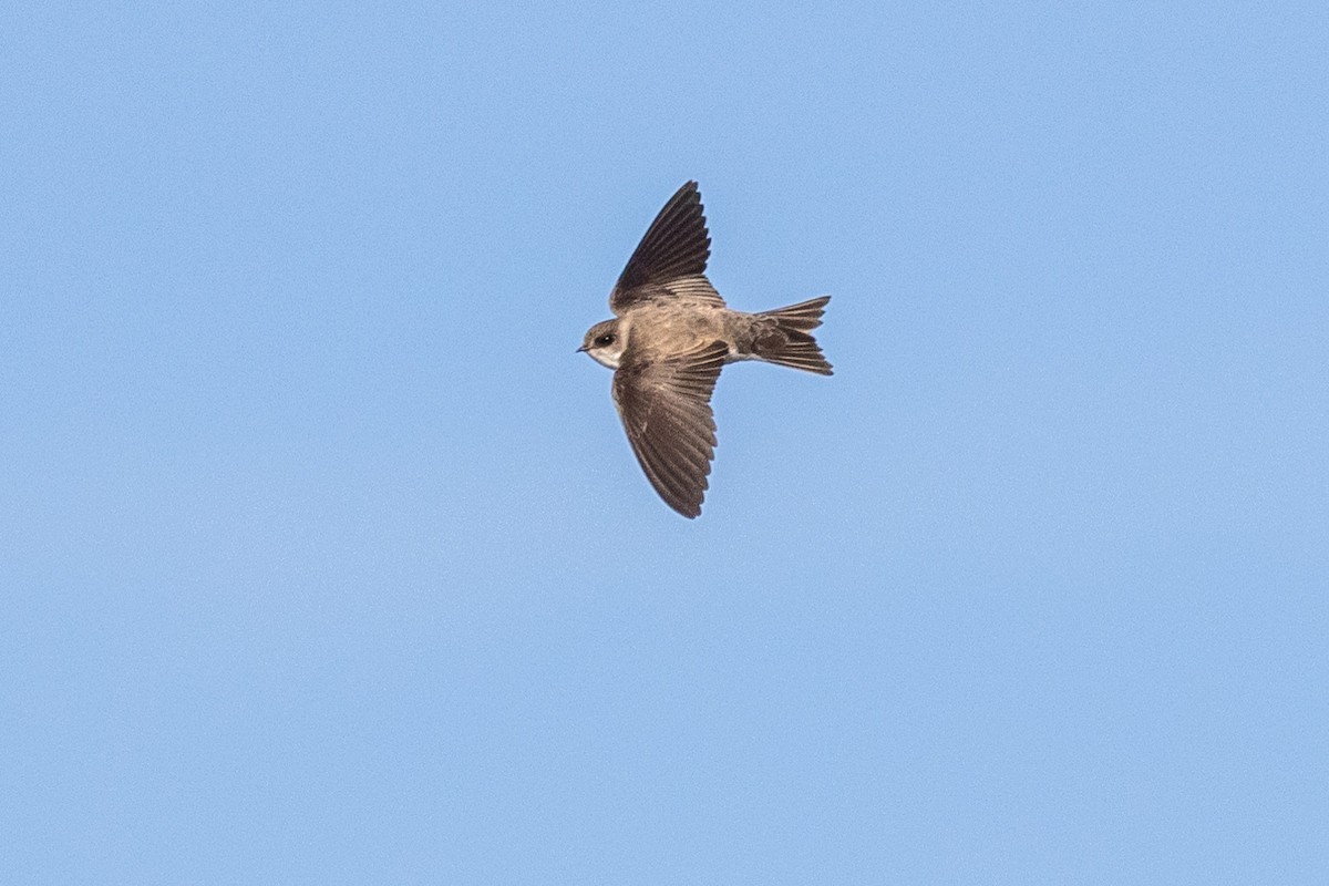 Bank Swallow - Chris Scott