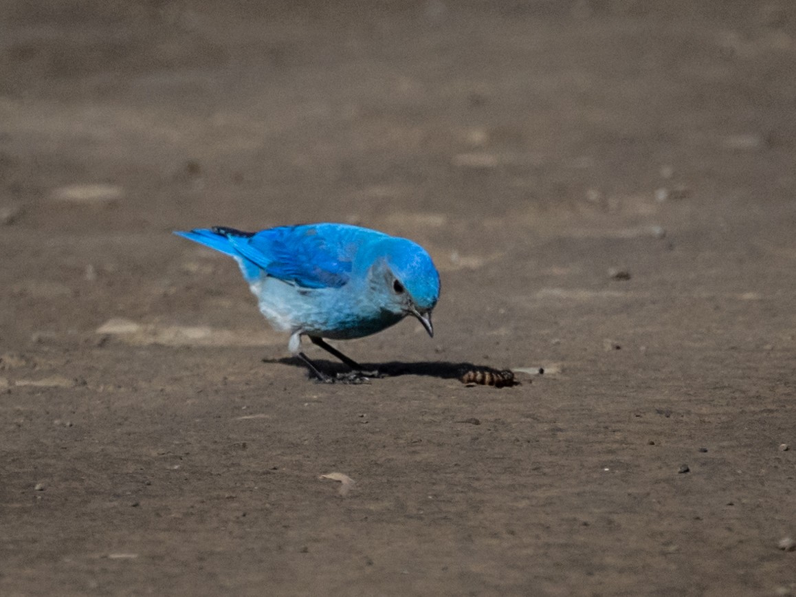 Mountain Bluebird - Nancy Schutt